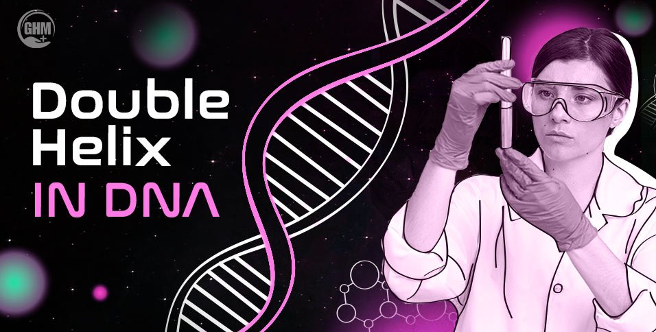 Double Helix in DNA