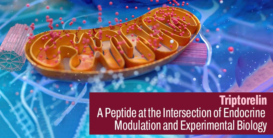 Triptorelin: A Peptide at the Intersection of Endocrine Modulation and Experimental Biology