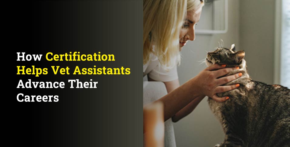 How Certification Helps Vet Assistants Advance Their Careers