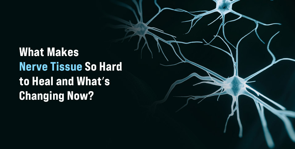 What Makes Nerve Tissue So Hard to Heal and What’s Changing Now?