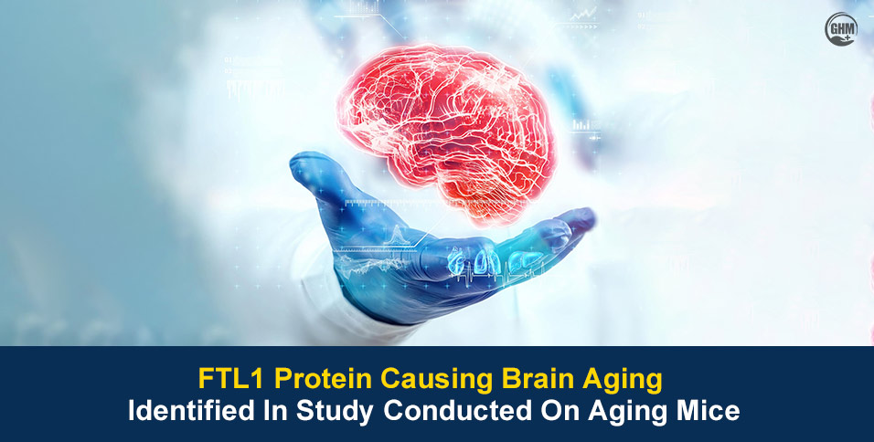 FTL1 Protein Causing Brain Aging Identified In Study Conducted On Aging Mice