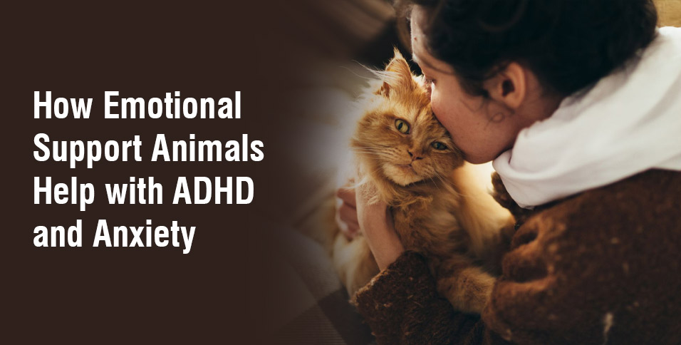 How Emotional Support Animals Help with ADHD and Anxiety