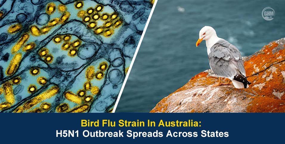 Bird Flu Strain In Australia