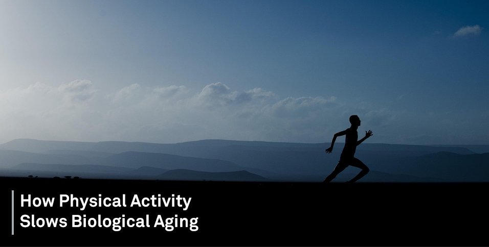 How Physical Activity Slows Biological Aging