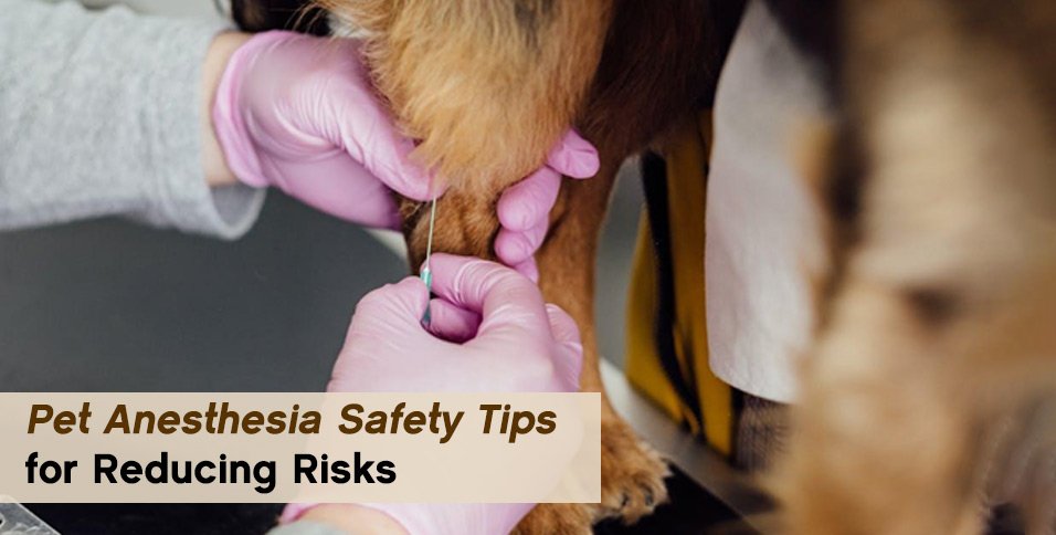 Pet Anesthesia Safety Tips for Reducing Risks