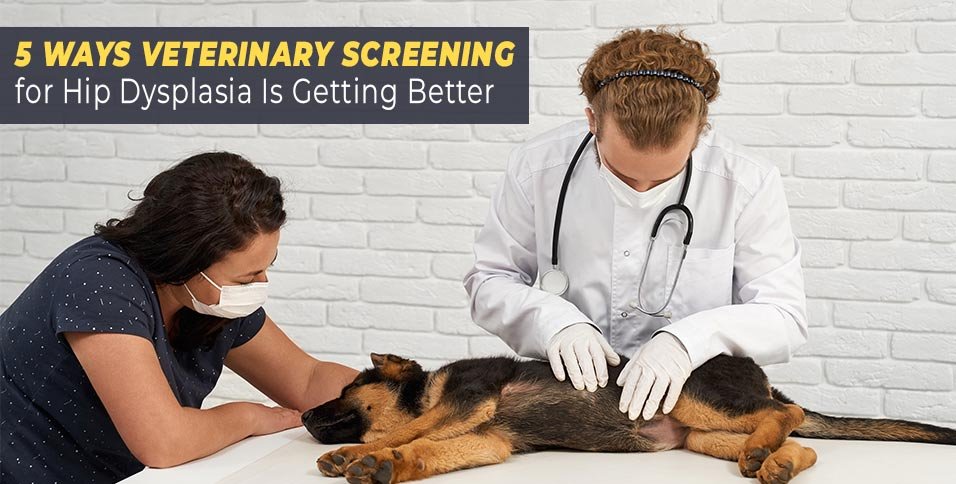 5 Ways Veterinary Screening for Hip Dysplasia Is Getting Better