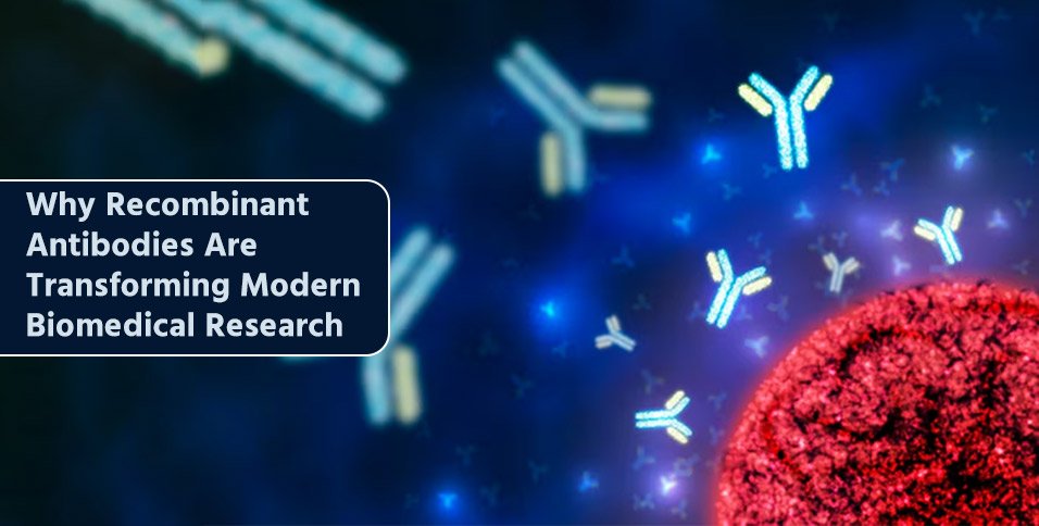 Why Recombinant Antibodies Are Transforming Modern Biomedical Research