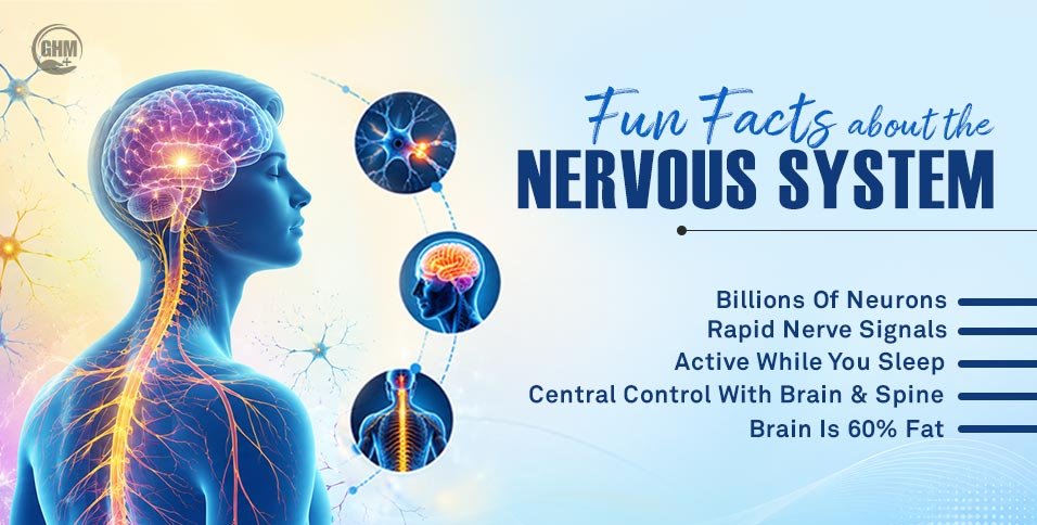 7 Fun Facts About the Nervous System You Need to Know