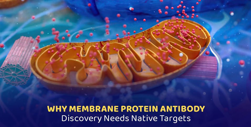 Membrane Protein Antibody Discovery With Native Targets