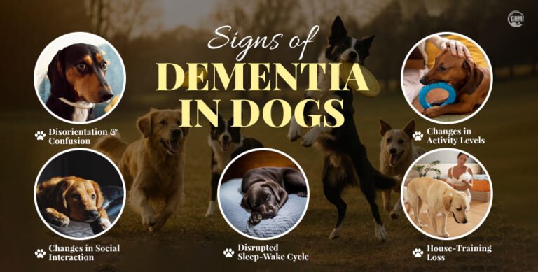 10 Signs of Dementia In Dogs To Notice & Visit The Vet