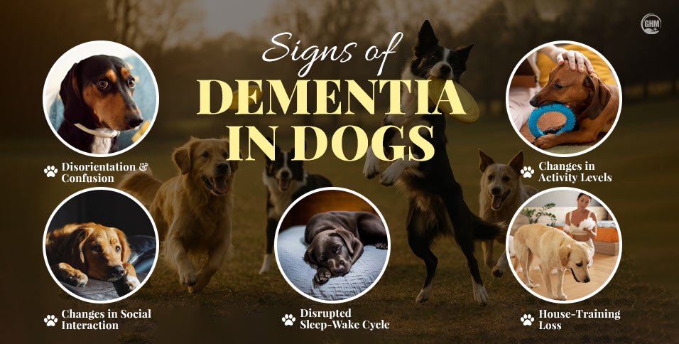 10 Signs of Dementia In Dogs To Notice & Visit The Vet